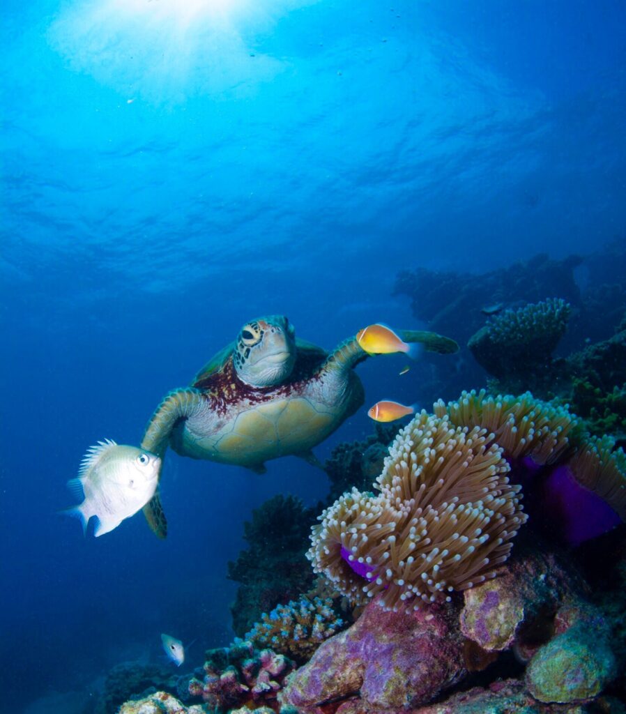 A captivating underwater scene featuring a sea turtle swimming amidst colorful fish and corals in the Great Barrier Reef.