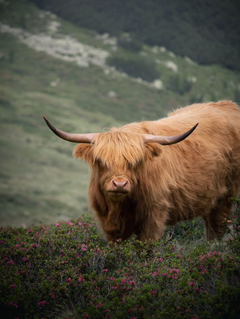 Highland cow in the Scottish Highlands