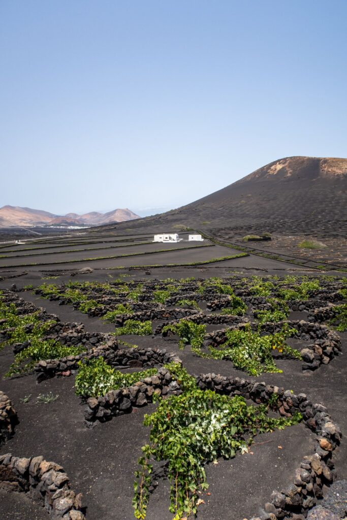 Vineyards growing in black volcanic soil, protected by semicircular stone walls in the La Geria wine region of Lanzarote, Canary Islands.